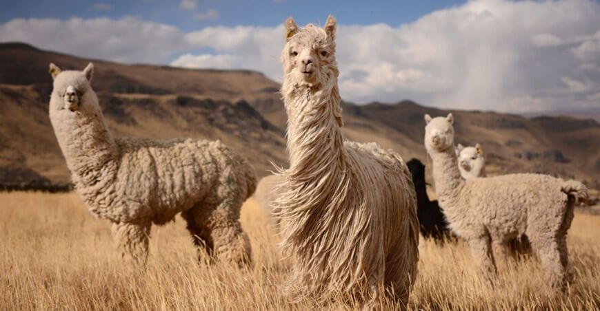 camélidos sudamericanos Perú alpacas y llamas