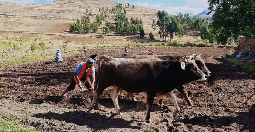 Campaña agrícola Productores siembra Perú