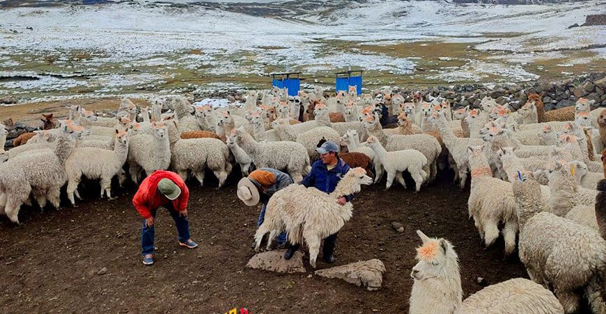 campaña sanitaria dosificación alpacas y lamas Apurímac Perú