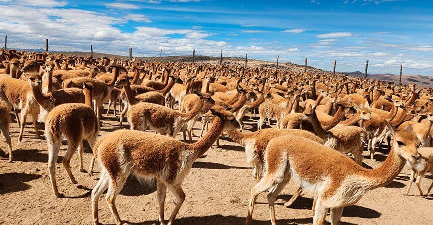 chaccu de vicuñas Huancavelica Perú