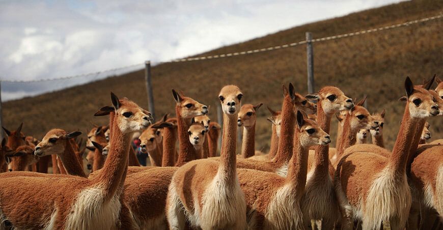 Chaccu de vicuñas Perú