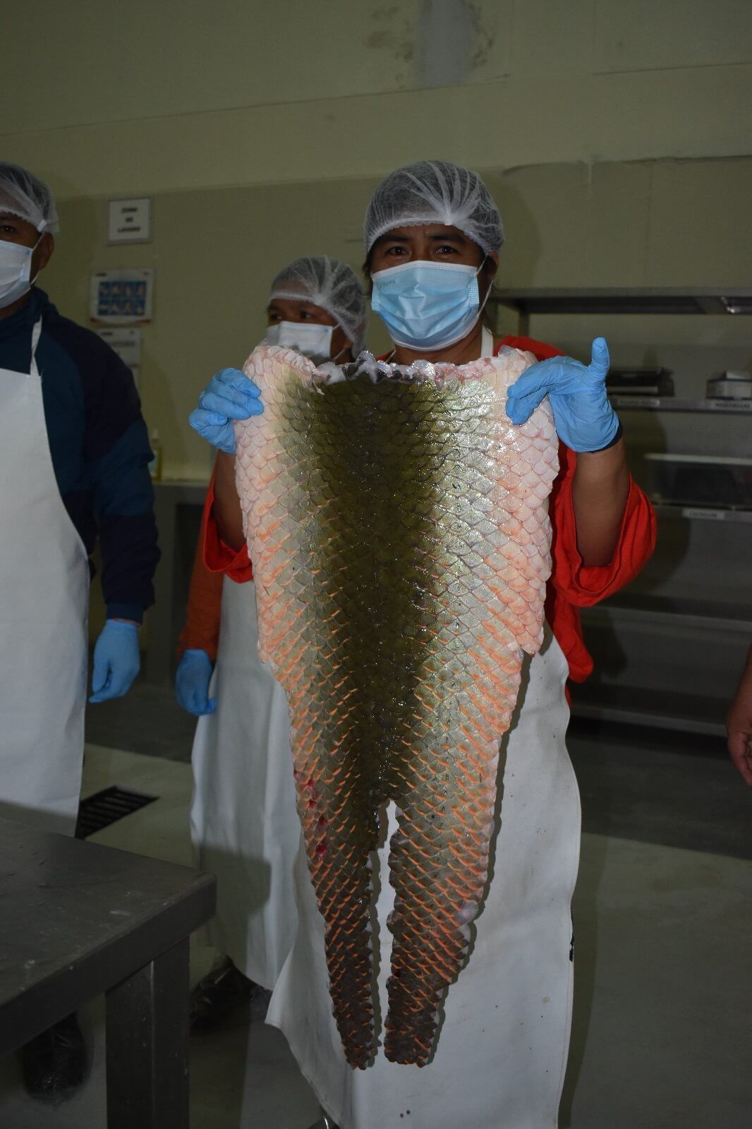 Piscicultura contribuye al desarrollo sostenible de comunidades amazónicas Perú paiche Perú