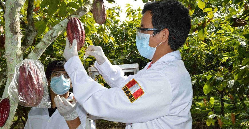 potenciar la innovación y competitividad de mipymes peruanas cultivo cacao Perú