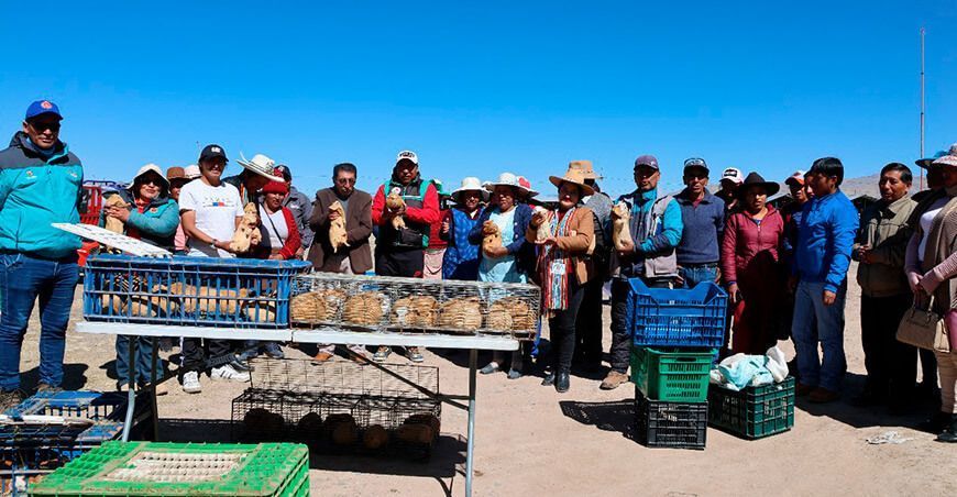 Municipalidad de Espinar impulsa la crianza de cuyes