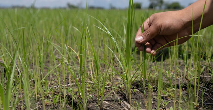 cultivo de arroz Perú