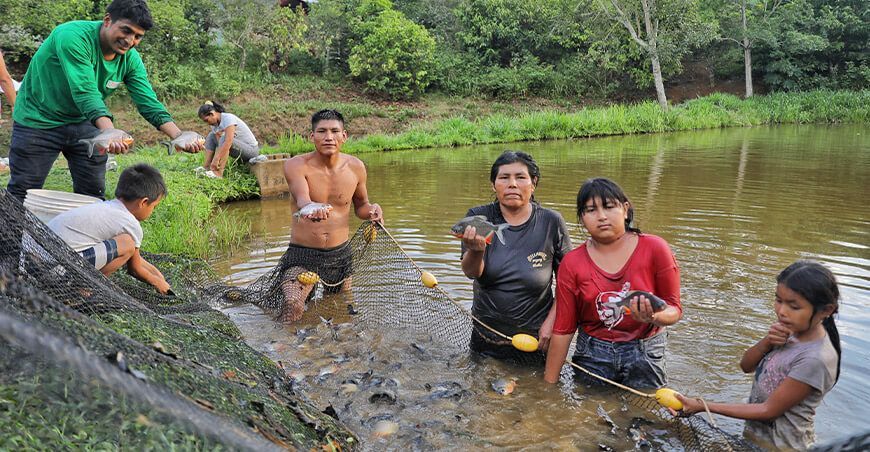 Piscicultores del Vraem comercializarán sus productos a nivel nacional Devida capacitan a productores de peces Amazónicos