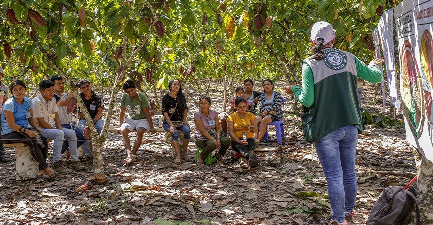Capacitan a productores para mejorar cultivo de cacao San Martín Perú