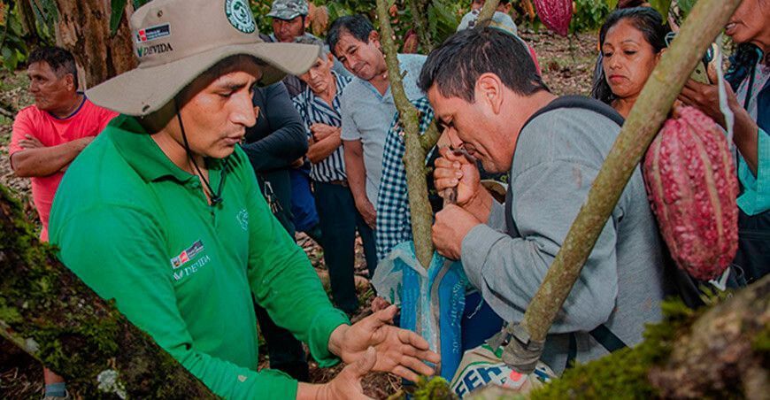 Devida fortaleció capacidades de 662 cacaoteros en 5 regiones del país