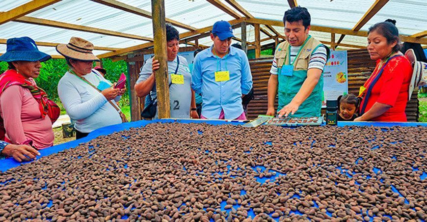 Devida fortaleció capacidades de 662 cacaoteros en 5 regiones del país