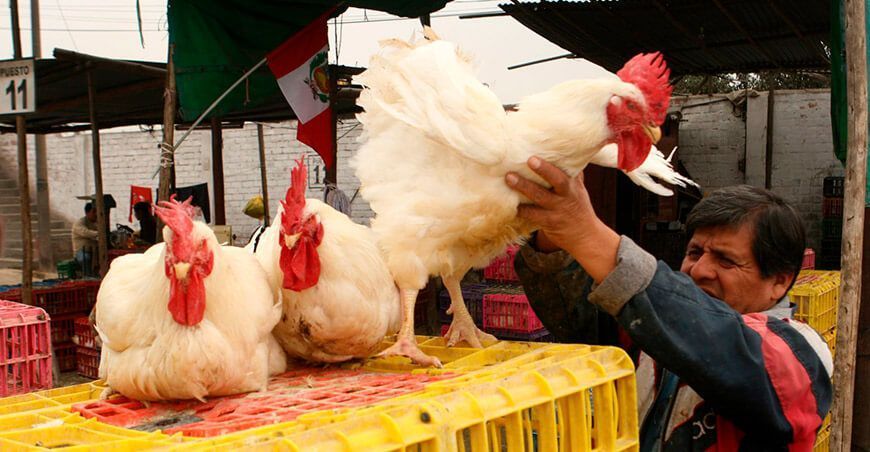 Día del Avicultor Peruano inocuidad en la industria avícola Perú