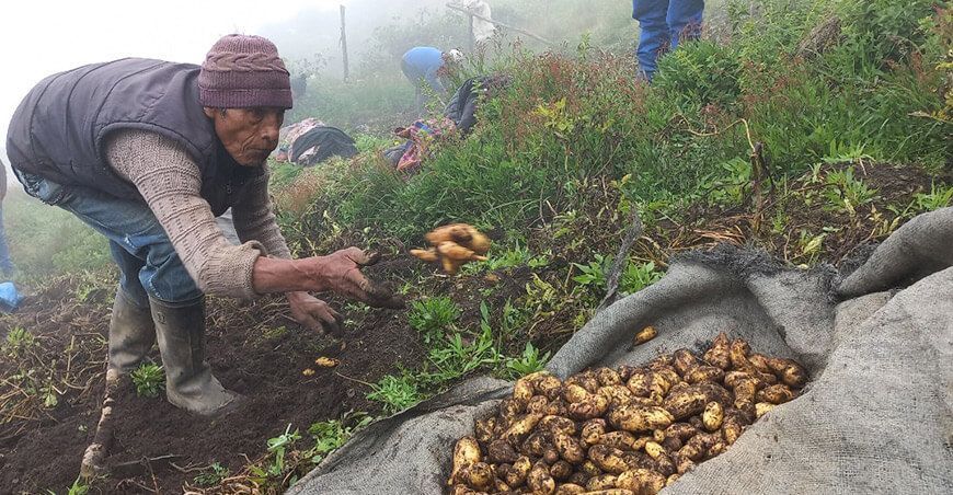 Día del Campesino productor cosecha papa Perú