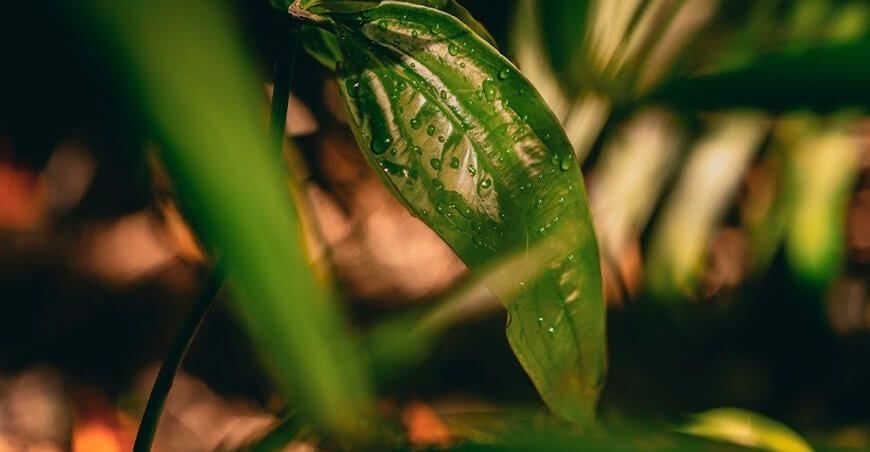 Día Mundial del Medio Ambiente conservación de la Amazonía