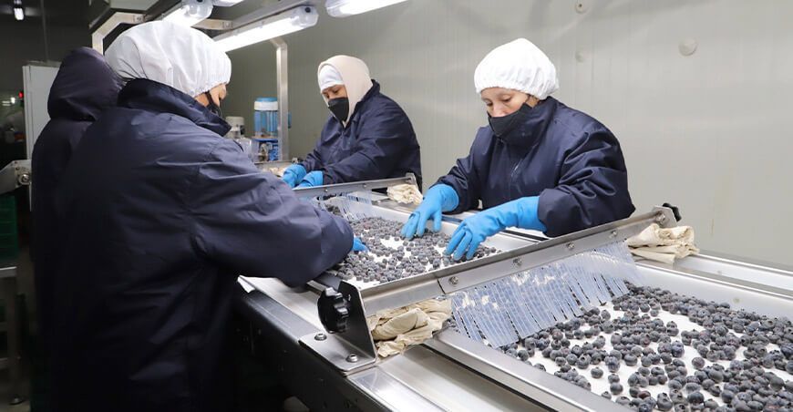 exportación de arándanos Perú