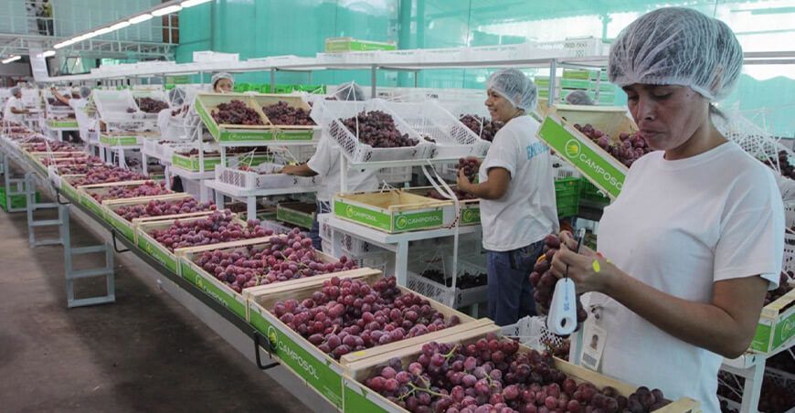 exportación de uvas Perú