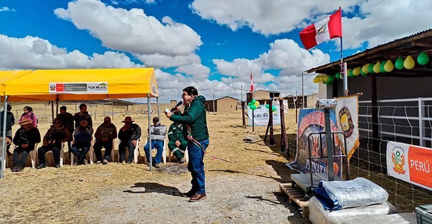 Agro Rural impulsa producción de fibra de alpaca tras inaugurar centro de esquila alpaqueros Cusco Perú 