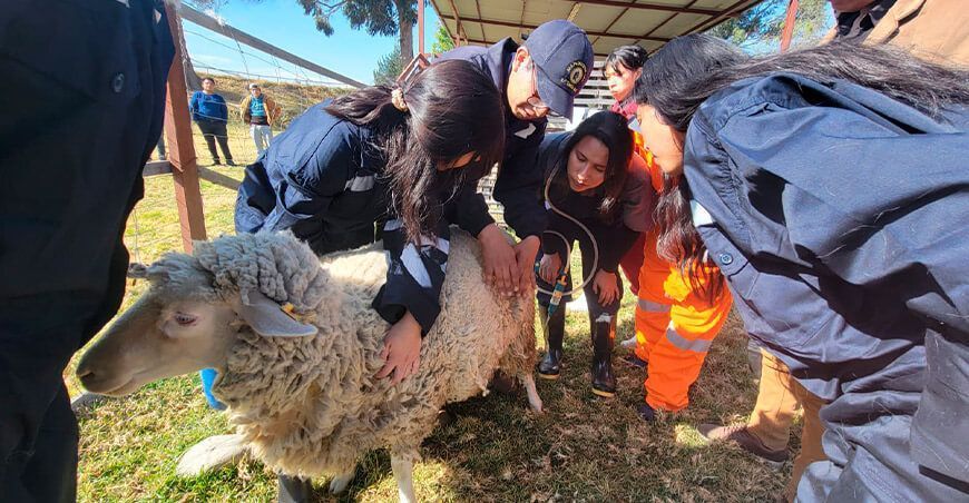 Investigadores reportan nueva anomalía en ovinos llamada “Pupote” en Junín