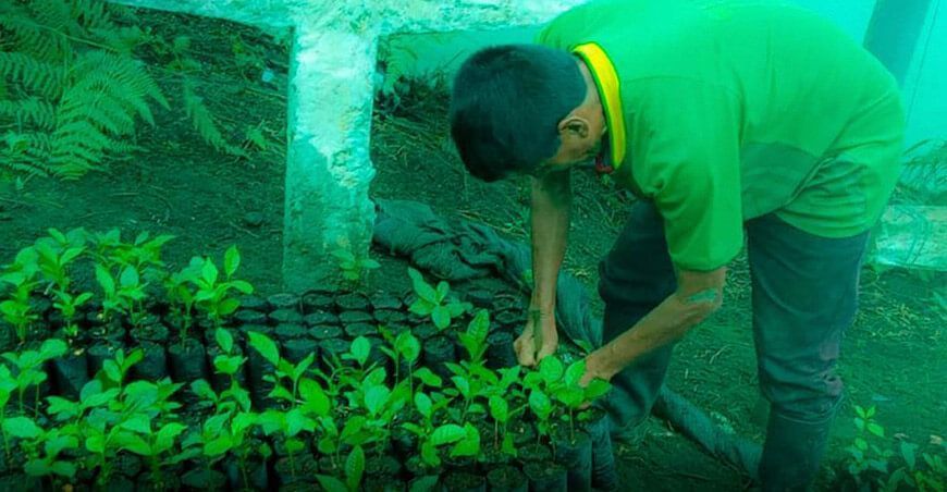 Producen 18 000 plantones de té verde para productores de Daniel Alomía Robles Huánuco