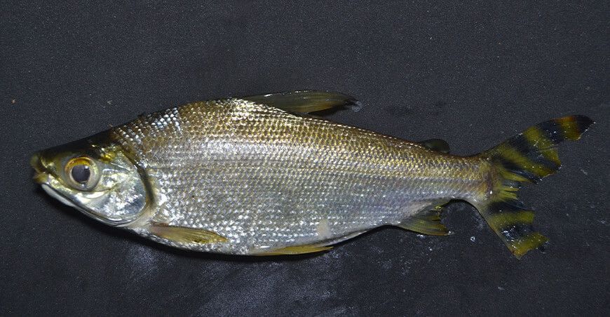 IIAP registra una nueva especie de pez en la región Loreto Semaprochilodus taeniurus