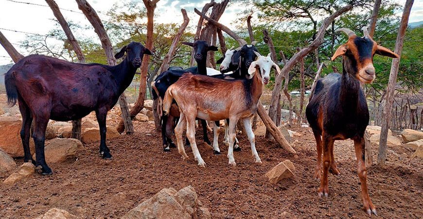 ganado caprino cabras Piura Perú