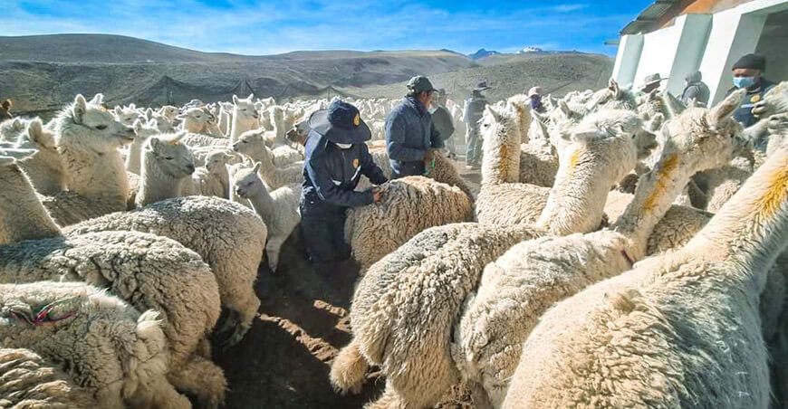 Inmunizaron a llamas y alpacas en comunidad campesina de Santa Cruz en Tacna Perú
