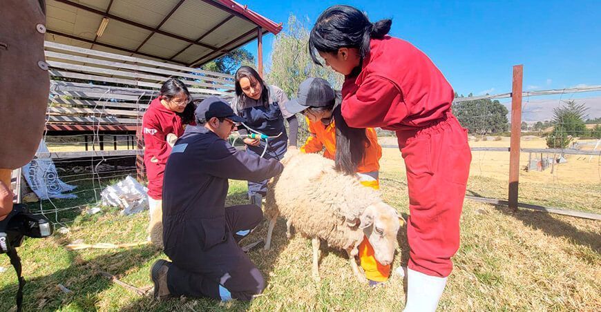 Investigadores reportan nueva anomalía en ovinos llamada “Pupote” en Junín Perú