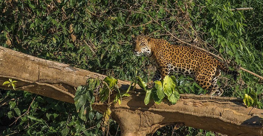 Jaguar Perú fauna silvestre