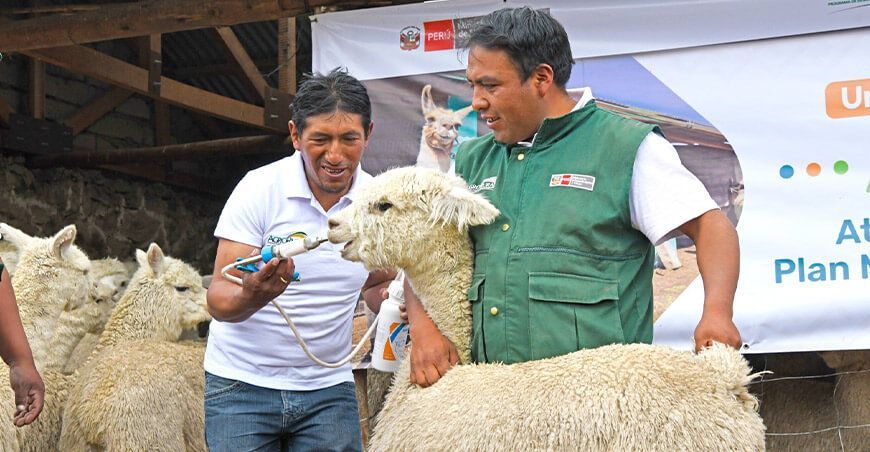 kits agropecuarios dosificación de alpacas Arequipa Perú