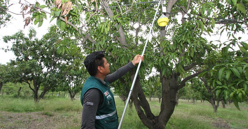 Senasa control mosca de la fruta Perú