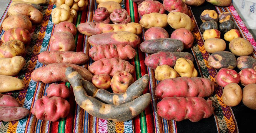 Perú alberga el Banco de Germoplasma de Papa más grande del mundo