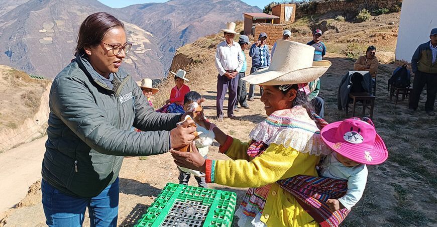 Entregan módulos de reproductores de cuyes a mujeres de la subcuenca del río Loco Sedir Ancash Perú