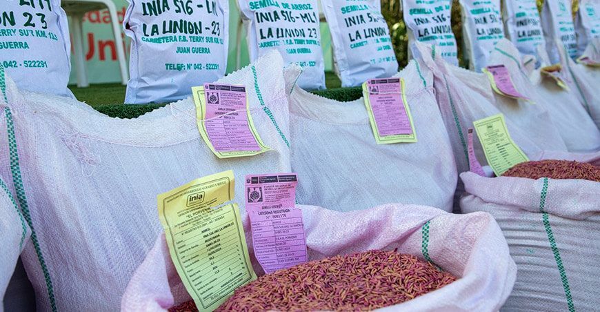 nueva variedad de arroz denominada INIA 516 LM1 - La Unión 23 Perú