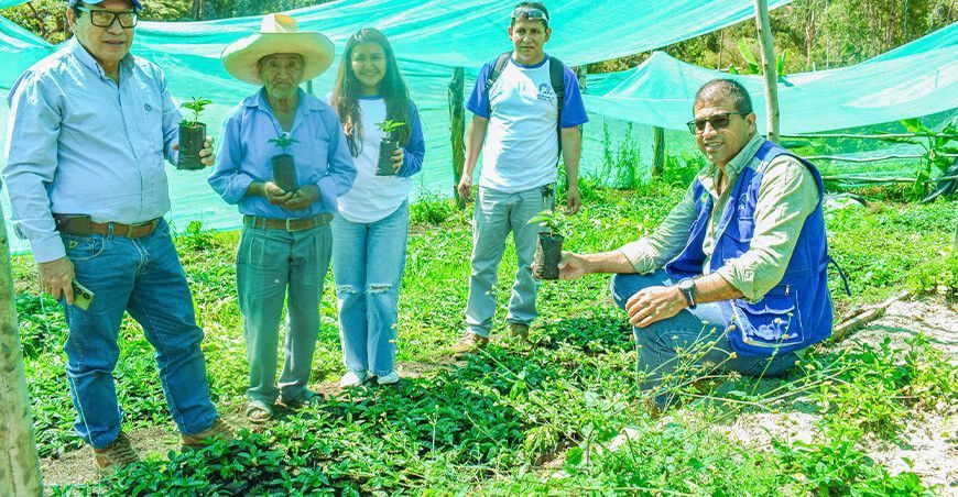 Piura entrega plantones de café