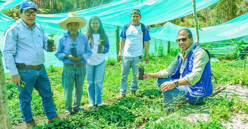 Instalaron nuevas variedades de plantones de café en Sóndor en Piura