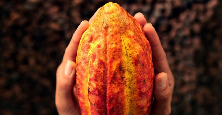 Producción de cacao Perú