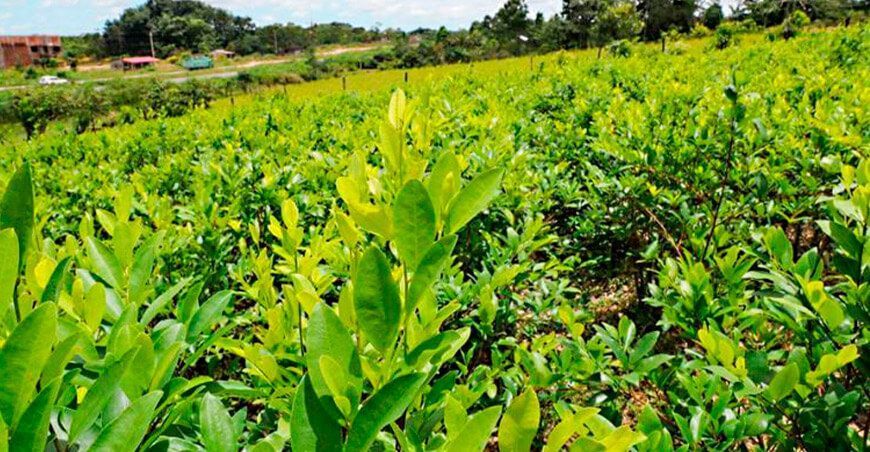 producción de coca Perú