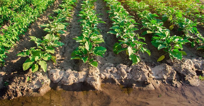 Proyecciones de divisas por exportaciones del sector agroindustrial