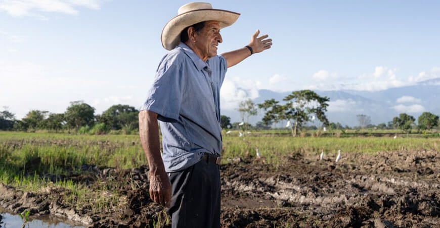 productor de cultivo de arroz Perú
