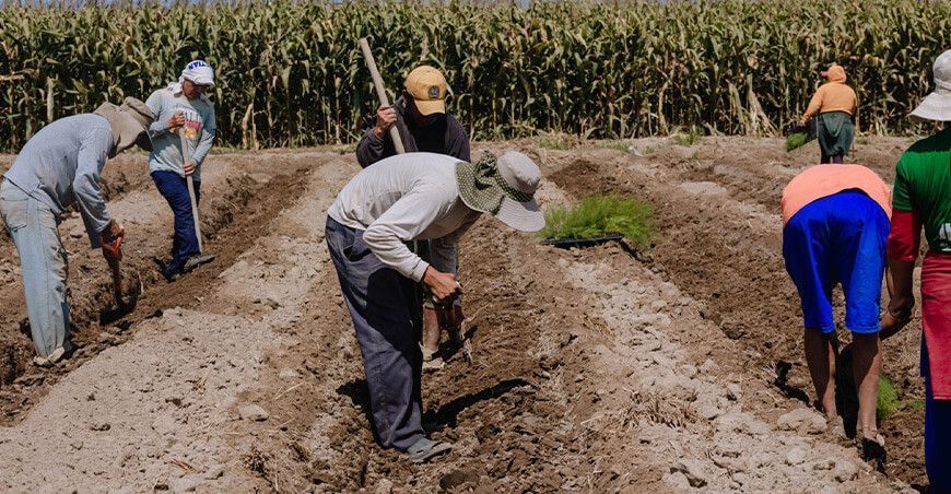 Aunor potencia la producción de espárrago a través del programa Sembrando Desarrollo productores sembrando Perú