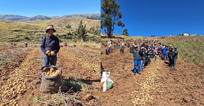 productores cosechan papa Yungay Ayacucho Perú INIA
