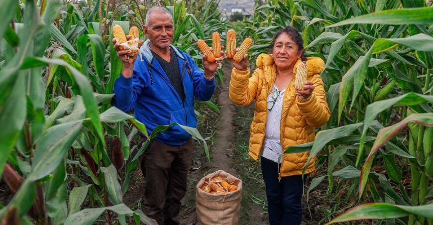 productores de maíz amarillo duro