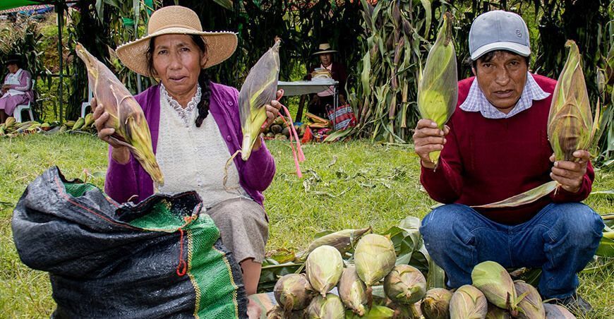productores de maíz amiláceo Apurímac Perú