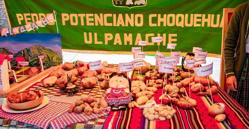 Ejecutarán proyecto para impulsar el cultivo de papa GORE Piura