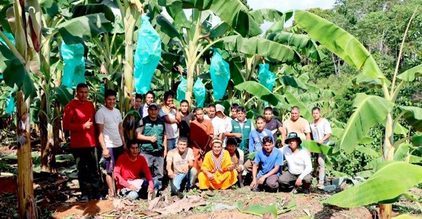 Provraem impulsa la producción de plátano y banano Perú