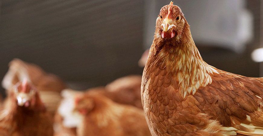Día del Avicultor Peruano inocuidad en la industria avícola Perú