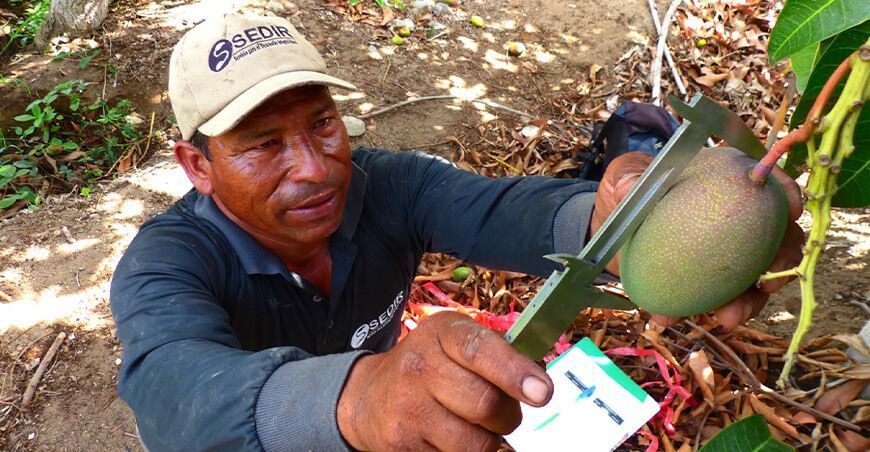 Sedir exportación de mango Anchas Perú