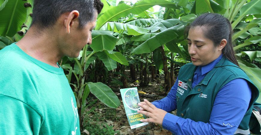 Senasa continúa trabajando en la contención de la plaga que afecta a bananos y plátanosFusarium oxysporum f. sp. cubense R4T Piura Perú