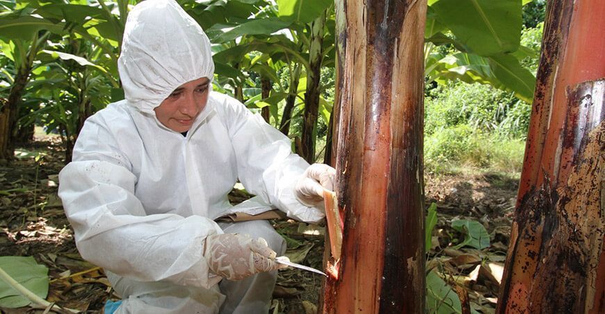 Senasa continúa trabajando en la contención de la plaga que afecta a bananos y plátanos Fusarium oxysporum f. sp. cubense R4T Piura Perú