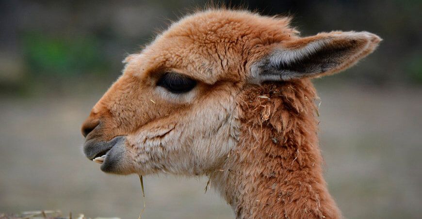 crianza de Vicuñas Perú