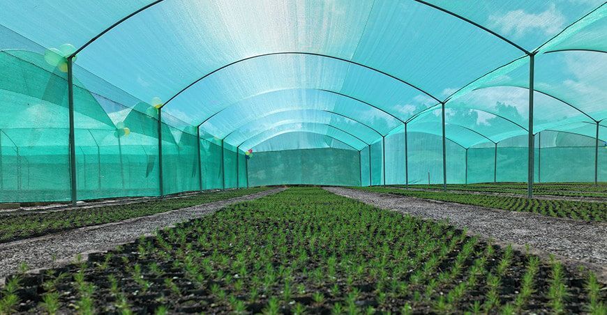 Vivero Yacuchingana producirá más de 200 000 plantones forestales en Cutervo Cajamarca Perú