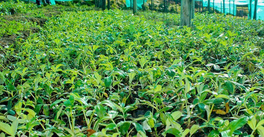 Apurímac produce plantones forestales